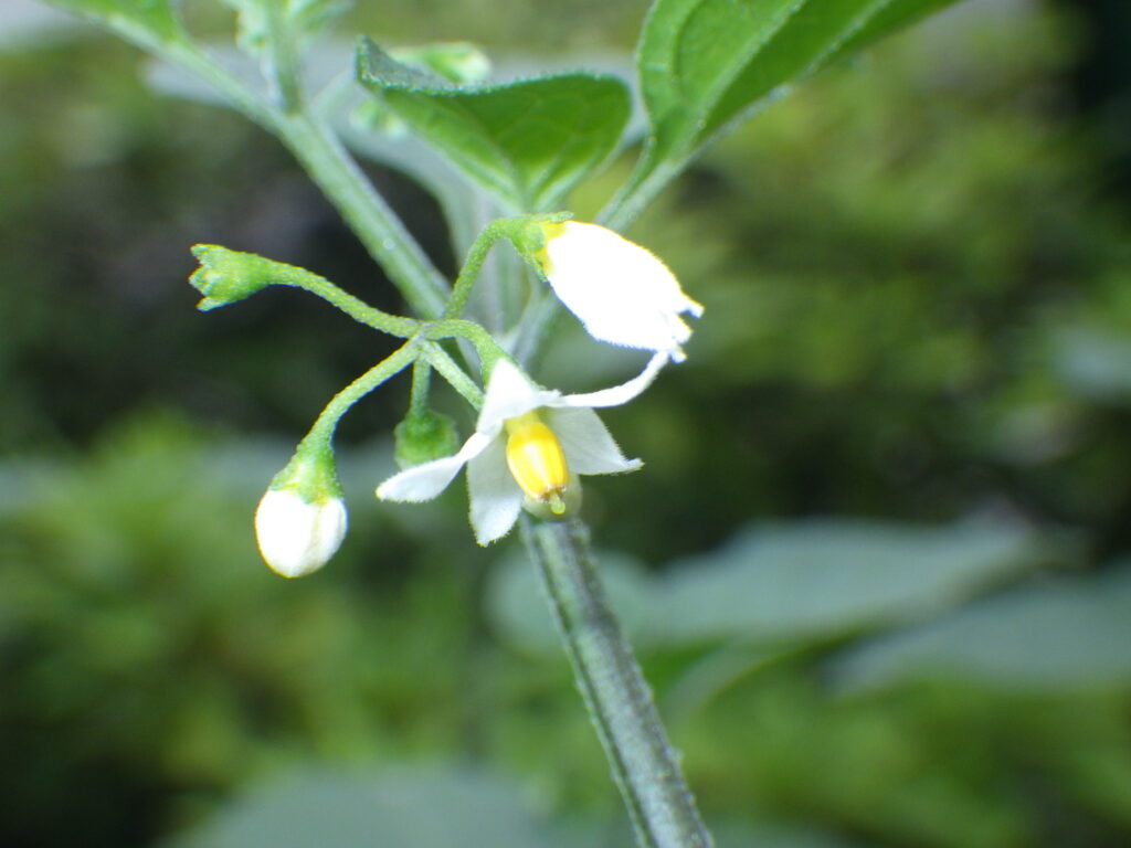 イヌホオズキの花：この角度では花冠の切れ込みは確認しにくい。個人的な観察では花冠裂片縁の毛はオオイヌホオズキより多く目立つように見える。