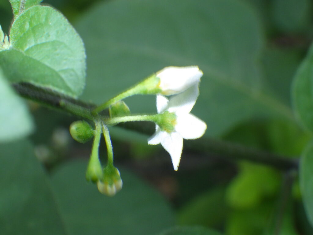 イヌホオズキの萼：花冠の切れ込みは浅い。ただ完全に切れ込んでいないかは写真だけでは分かりにくい場合もある。