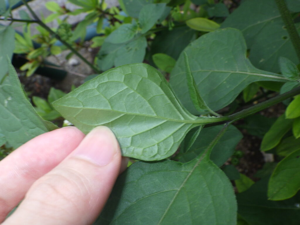イヌホオズキの葉下面