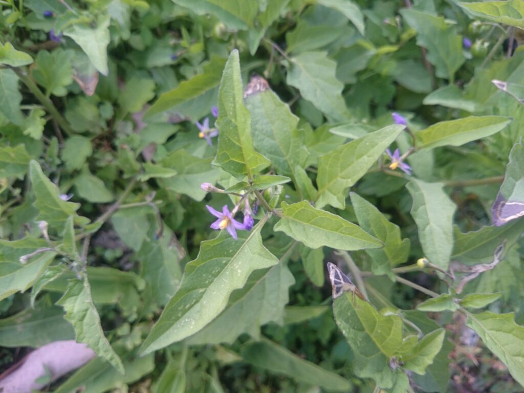 アメリカイヌホオズキの花：花冠の切れ込みは深い。1花序あたりの花の数は少ない。上の写真の花のように白色のこともあり、色は全く参考ならない。