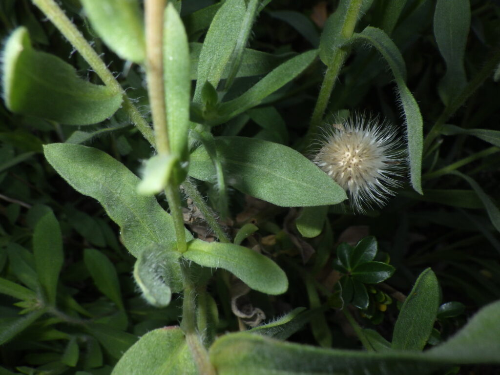 テンニンギクの茎