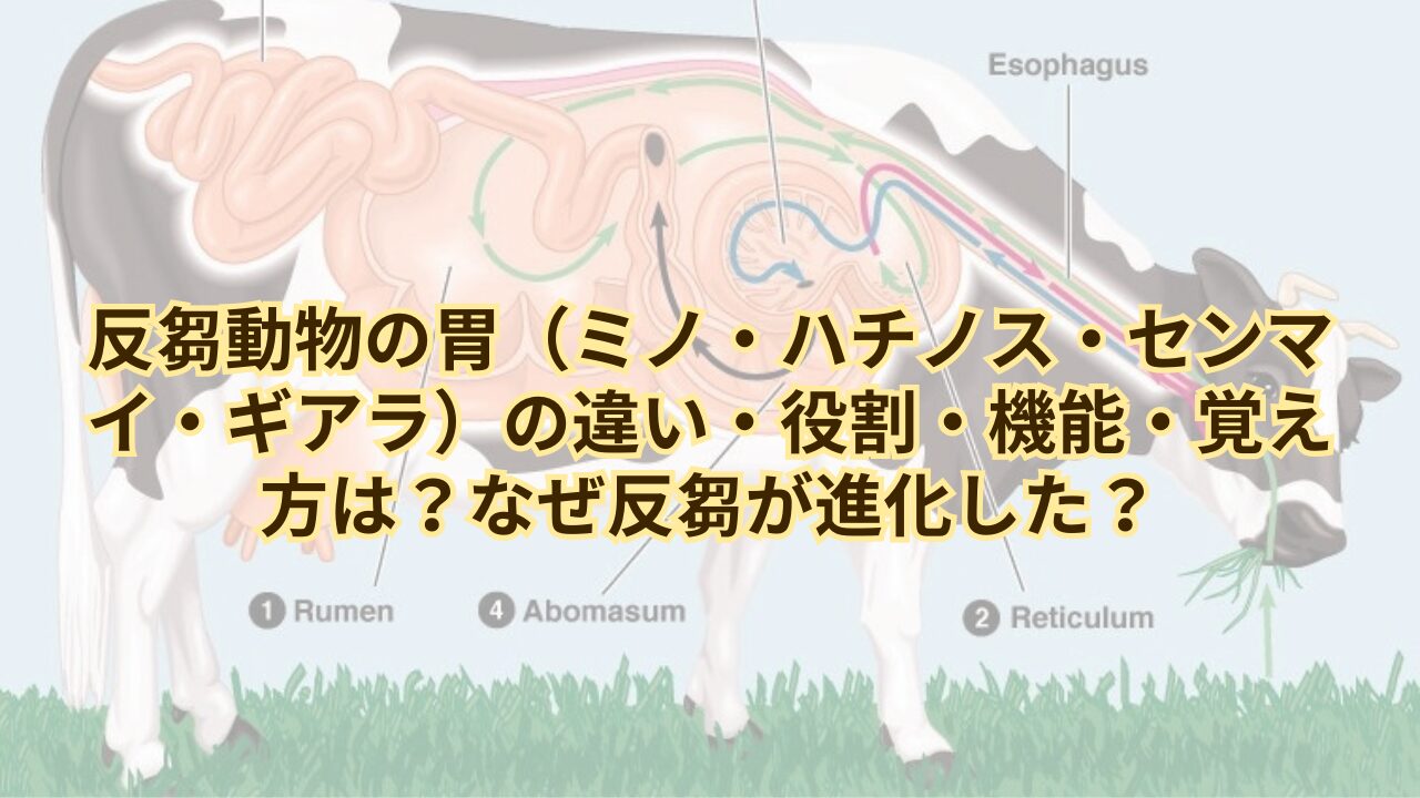 Posts 18742 Featured Image Ruminant Stomach Compartments