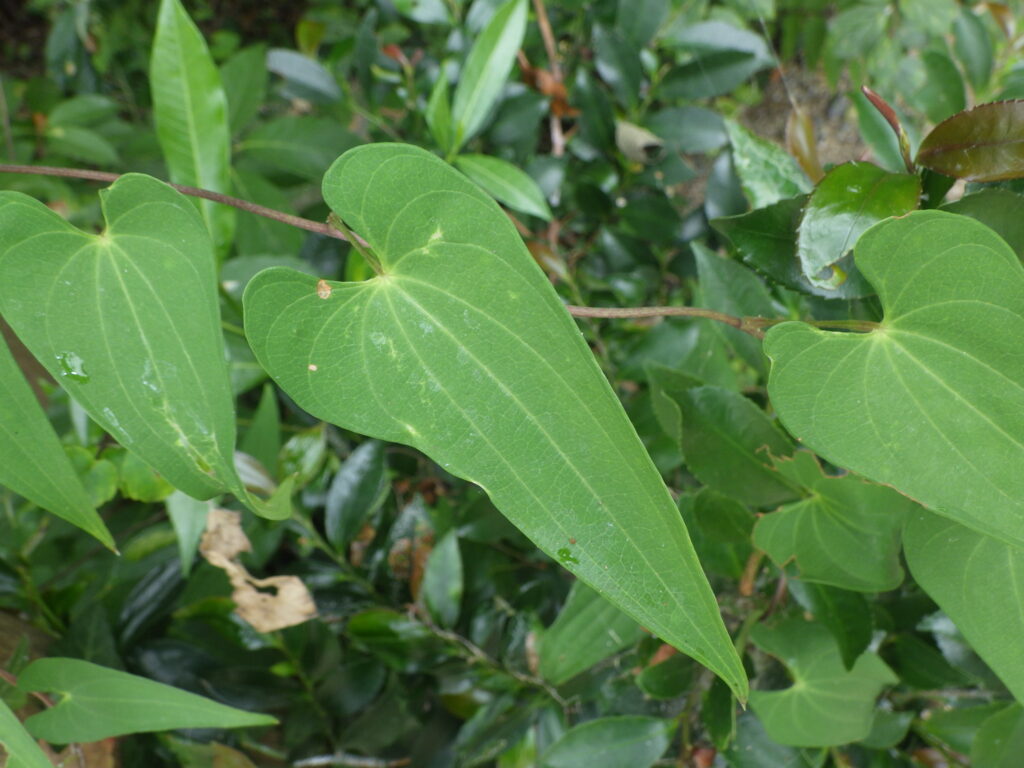 ヤマノイモの葉上面：基部側方は耳状に張り出さず、葉身の付根は緑色。
