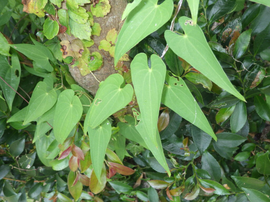 ヤマノイモの葉序