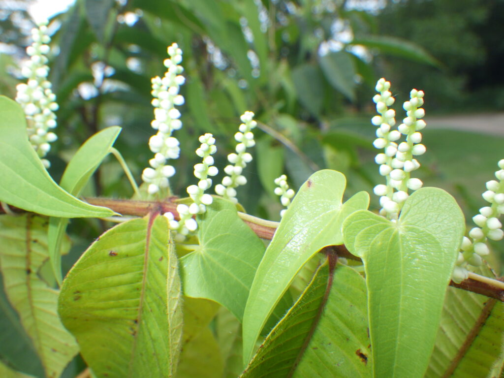ヤマノイモの雄花：白色。ほぼアザミウマ媒。
