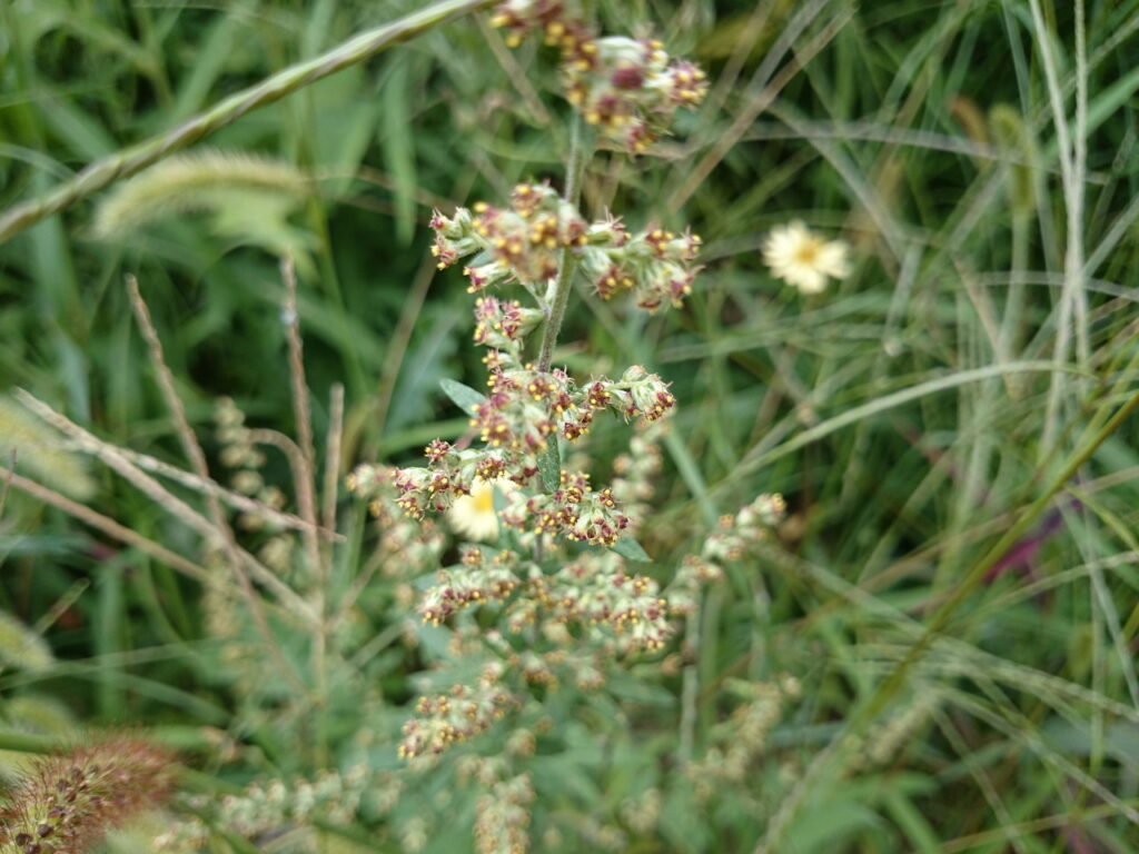 ヨモギの頭花