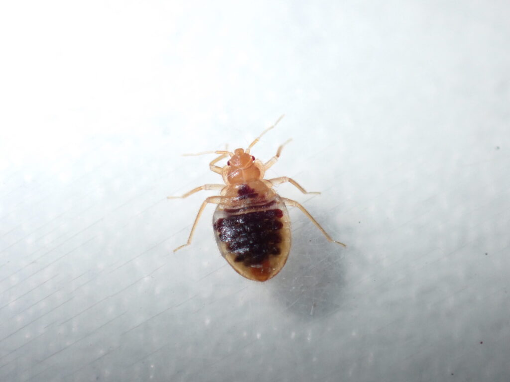 トコジラミ3齢幼虫：ブロフラニリド殺虫剤でほとんど瀕死。腹部に見える赤黒いものは私の血液。