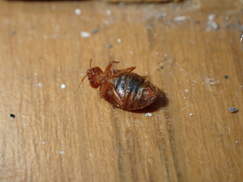 トコジラミ雌成虫の腹面