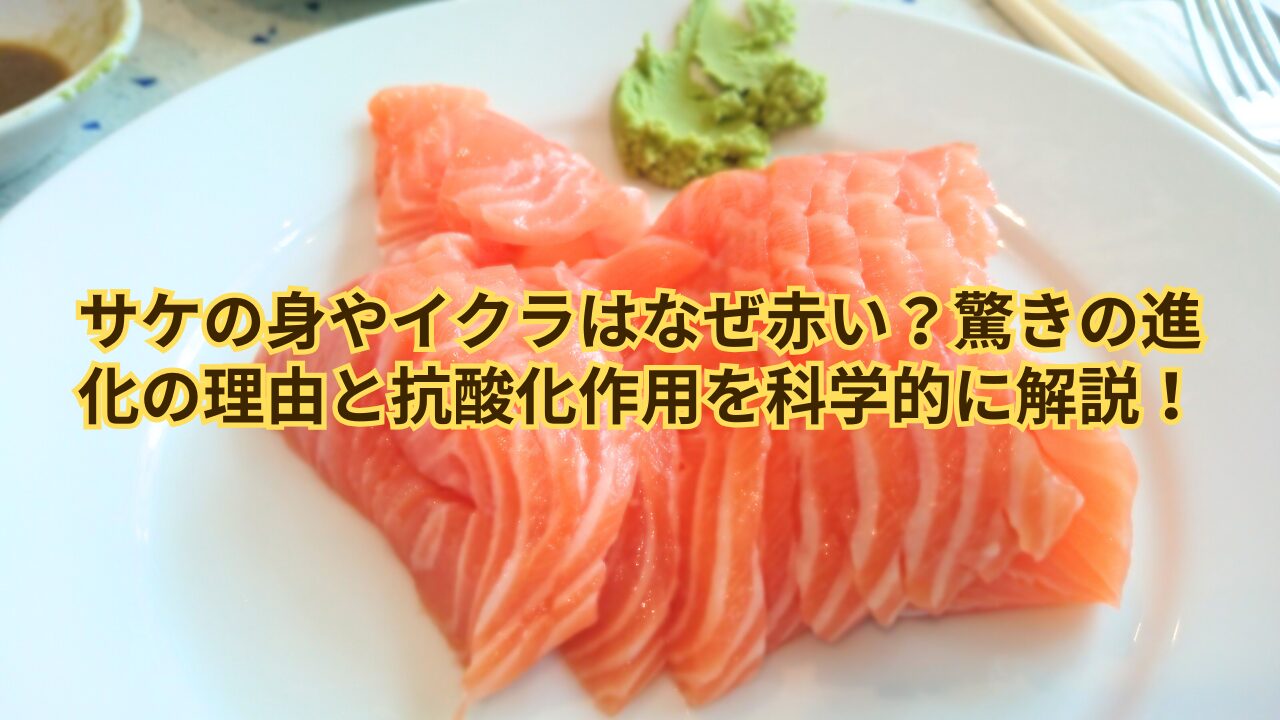 サケの身やイクラはなぜ赤い？驚きの進化の理由と抗酸化作用を科学的に解説！