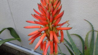 07.0526 キダチロカイ 花