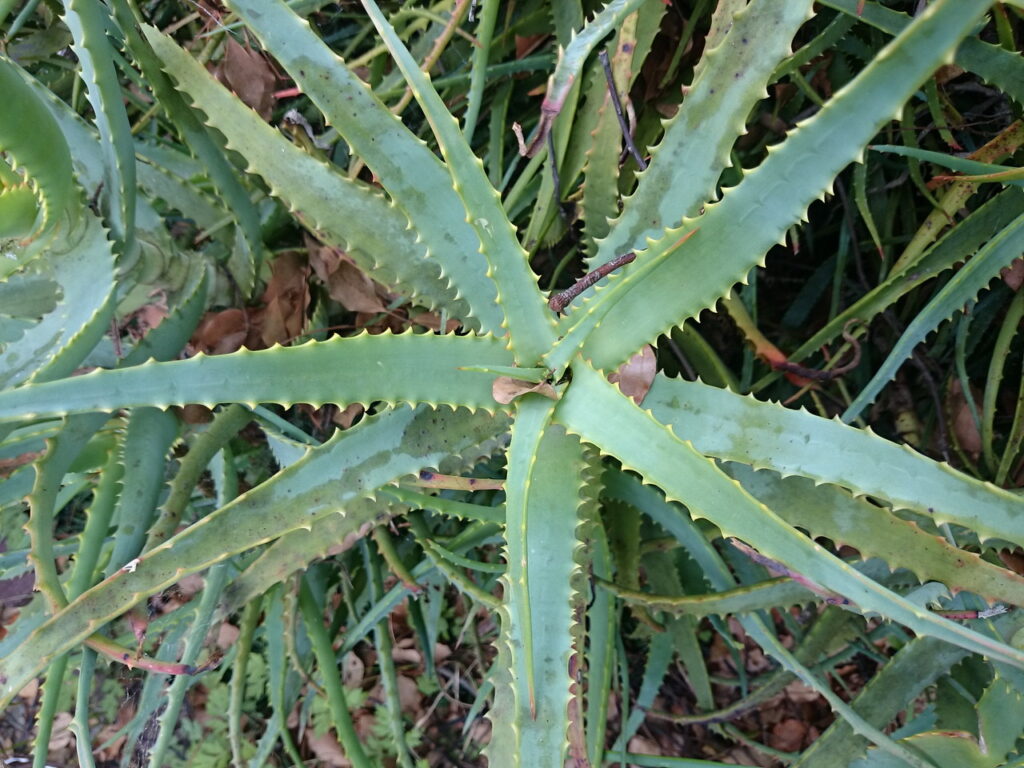 キダチロカイ(キダチアロエ)の葉:小型で細い。