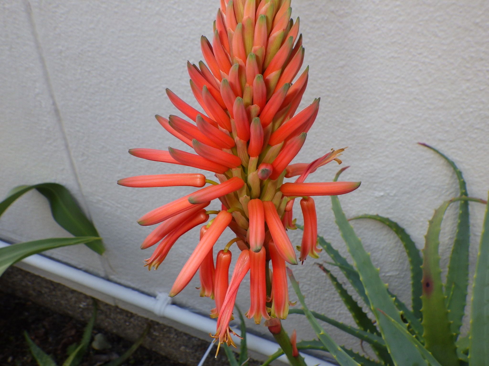 07.0526 キダチロカイ 花