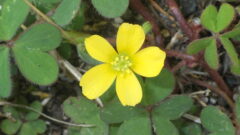 07.2063 Wood sorrel flower