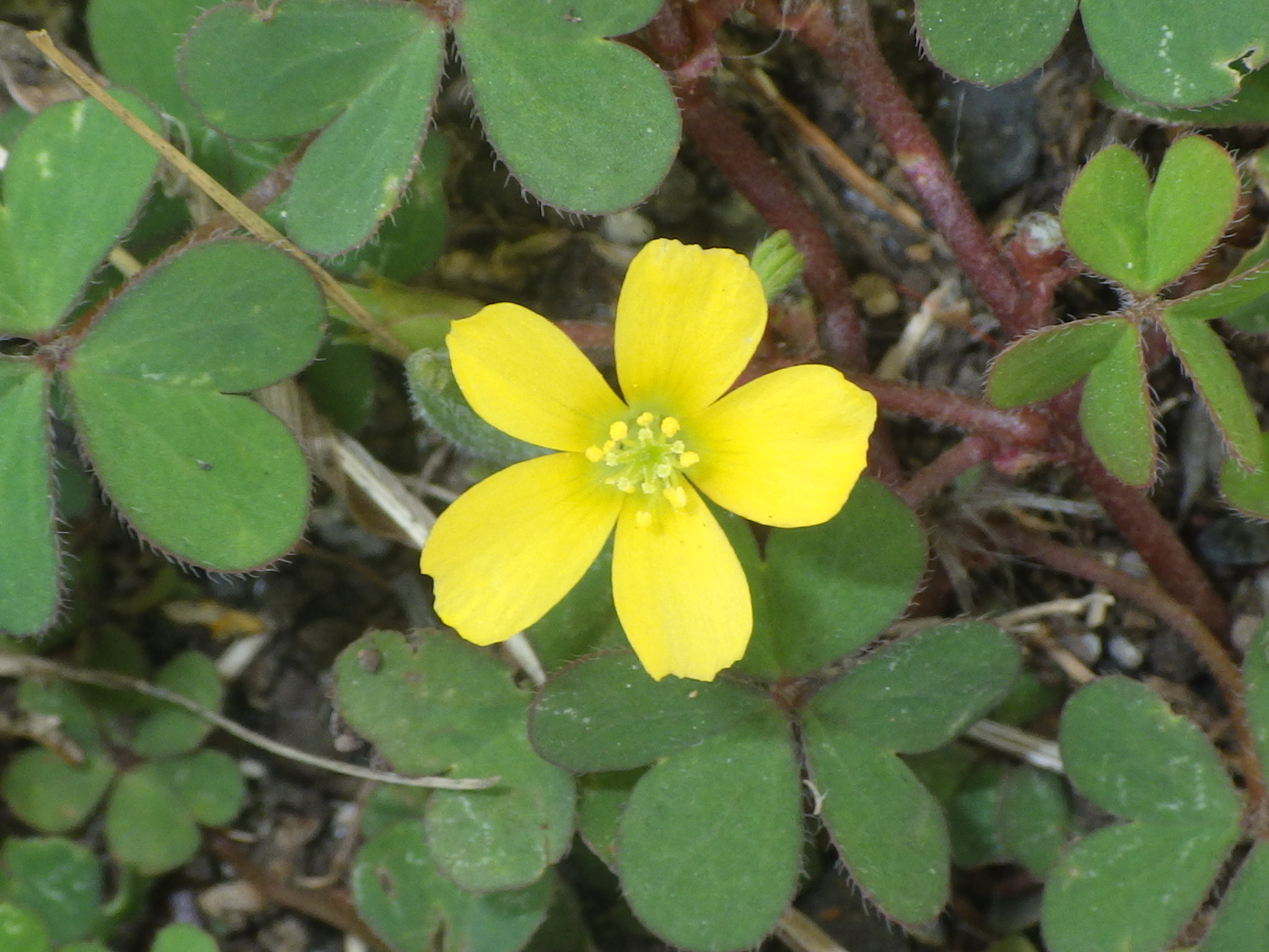 07.2063 Wood sorrel flower