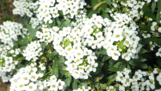 07.2600 ニワナズナ 花