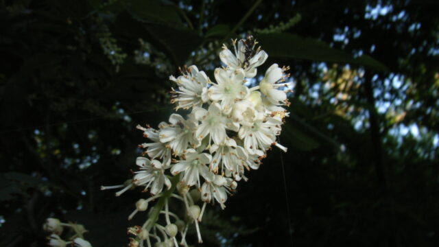 07.3004 リョウブ 花
