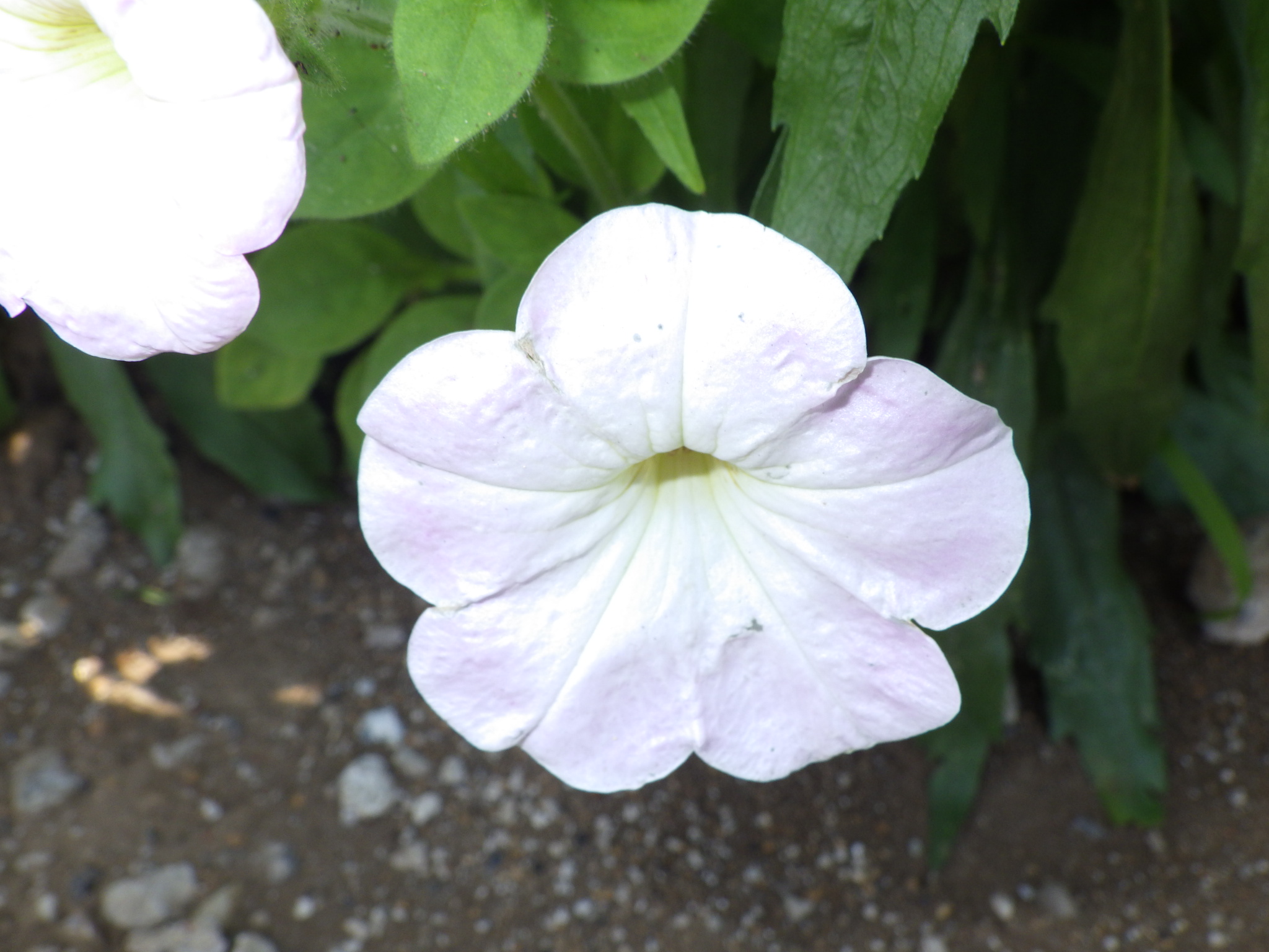 07.3341 ツクバネアサガオ 白色花型 花