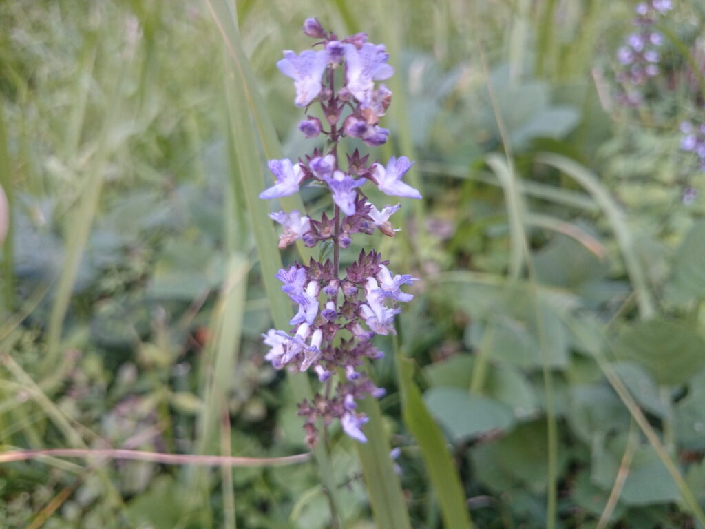 イヌハッカの花