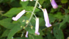 07.3563 アキチョウジ 花