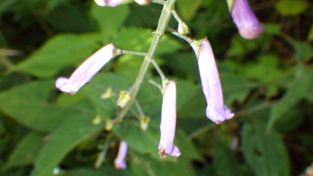 07.3563 アキチョウジ 花