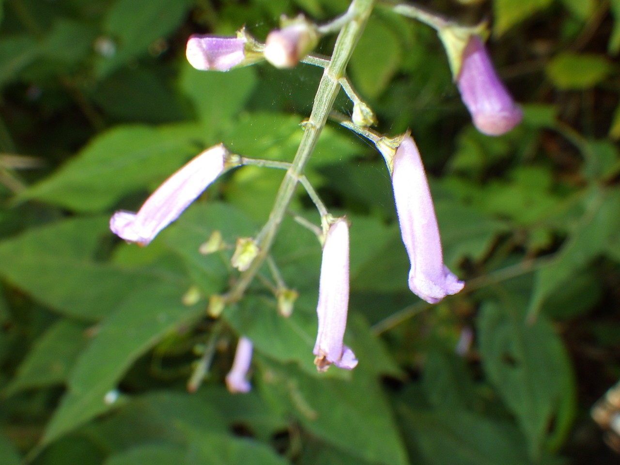 07.3563 アキチョウジ 花