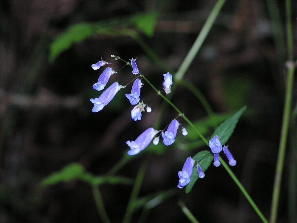 セキヤノアキチョウジの花