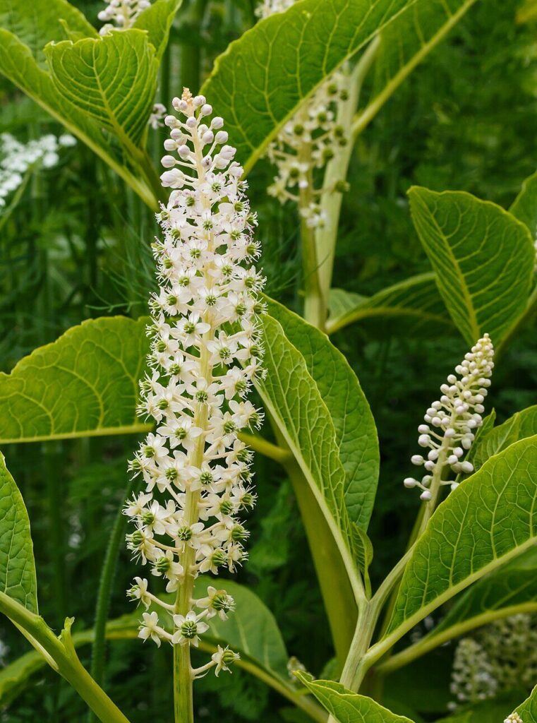 ヤマゴボウの花:花序は直立。花は白色。密に咲く。