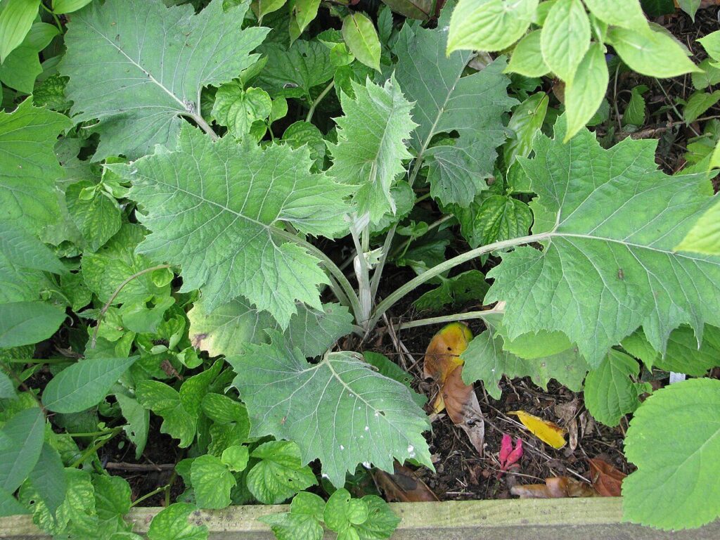 オヤマボクチの葉:大きく荒い鋸歯あり。