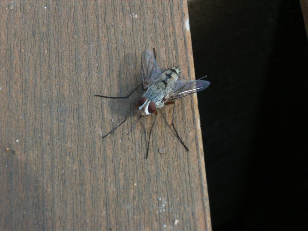 クチナガハリバエ雄成虫