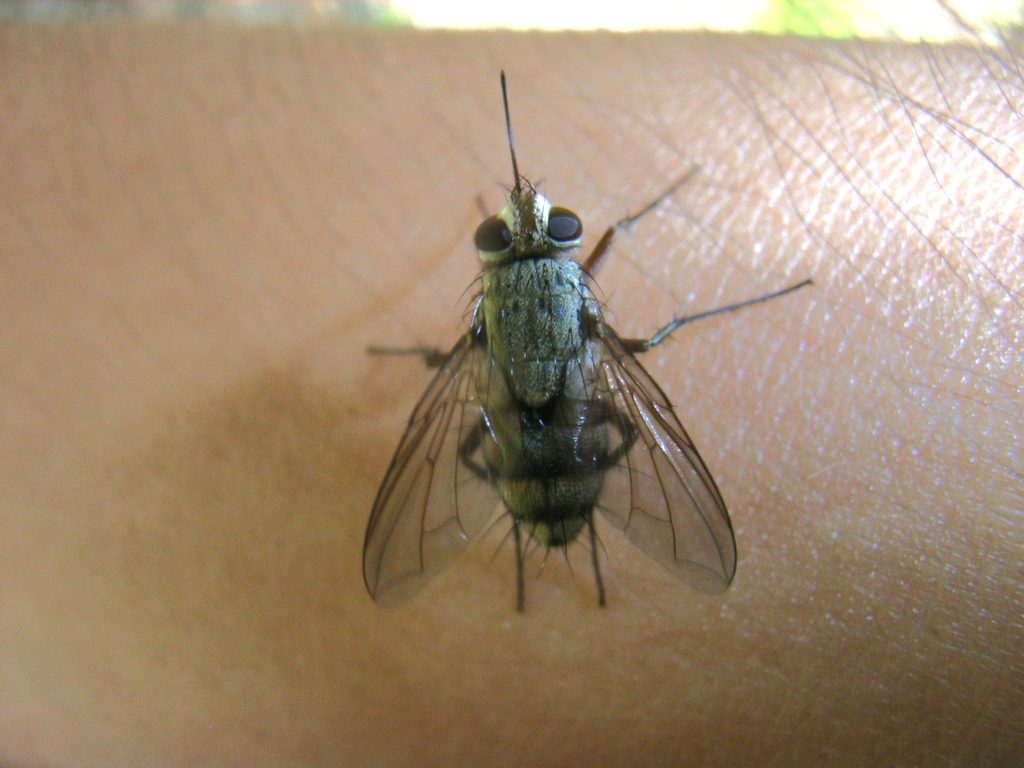 クチナガハリバエ雌成虫