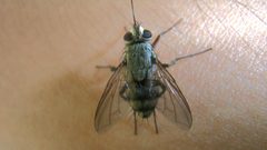 13.28454 クチナガハリバエ 雌 成虫