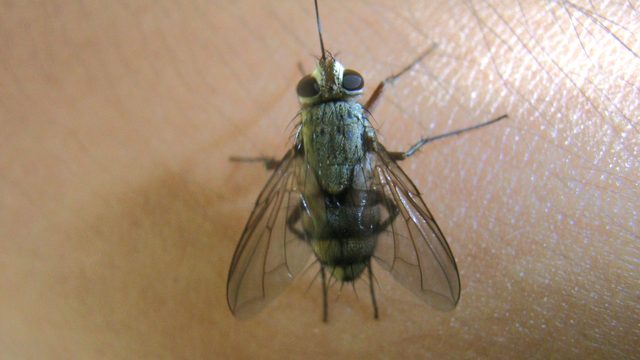 13.28454 クチナガハリバエ 雌 成虫