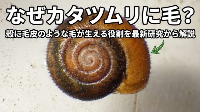 Posts 14444 Featured Image Why Do Snails Have Hairs